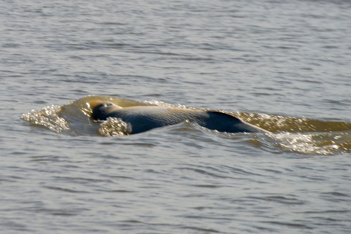 31C Beluga Whale From Boat Tour On Arctic Ocean Tuk Tour In Tuktoyaktuk Northwest Territories